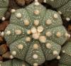 Astrophytum  cultivar - Кактусы и суккуленты из Харькова от Оли и Сергея Мирошниченко