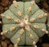 Astrophytum cultivar - Кактусы и суккуленты из Харькова от Оли и Сергея Мирошниченко