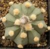 Astrophytum cultivar - Кактусы и суккуленты из Харькова от Оли и Сергея Мирошниченко