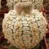 Astrophytum asterias cultivar 'Superkabuto' - Кактусы и суккуленты из Харькова от Оли и Сергея Мирошниченко