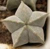 Astrophytum myriostigma - Кактусы и суккуленты из Харькова от Оли и Сергея Мирошниченко