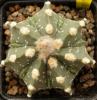 Astrophytum cultivar 'Fukuriyo' - Кактусы и суккуленты из Харькова от Оли и Сергея Мирошниченко