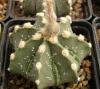 Astrophytum cultivar 'Fukuriyo' - Кактусы и суккуленты из Харькова от Оли и Сергея Мирошниченко