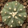 Astrophytum cultivar - Кактусы и суккуленты из Харькова от Оли и Сергея Мирошниченко