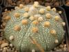 Astrophytum cultivar - Кактусы и суккуленты из Харькова от Оли и Сергея Мирошниченко