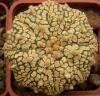 Astrophytum cultivar 'Superkabuto' gold - Кактусы и суккуленты из Харькова от Оли и Сергея Мирошниченко