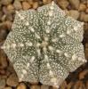 Astrophytum cultivar - Кактусы и суккуленты из Харькова от Оли и Сергея Мирошниченко