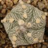 Astrophytum cultivar 5 ribs - Кактусы и суккуленты из Харькова от Оли и Сергея Мирошниченко