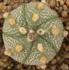 Astrophytum cultivar 5 ribs - Кактусы и суккуленты из Харькова от Оли и Сергея Мирошниченко