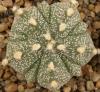 Astrophytum cultivar 'Fukuriyo'  5 ribs - Кактусы и суккуленты из Харькова от Оли и Сергея Мирошниченко