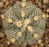 Astrophytum cultivar 'Fukuriyo' - Кактусы и суккуленты из Харькова от Оли и Сергея Мирошниченко