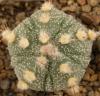 Astrophytum cultivar 'Fukuriyo' 5 ribs - Кактусы и суккуленты из Харькова от Оли и Сергея Мирошниченко