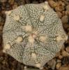 Astrophytum cultivar 5 ribs - Кактусы и суккуленты из Харькова от Оли и Сергея Мирошниченко