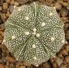 Astrophytum cultivar 'Fukuriyo' 5 ribs - Кактусы и суккуленты из Харькова от Оли и Сергея Мирошниченко