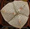 Astrophytum myriostigma cultivar 'Onzuka' 3 ribs - Кактусы и суккуленты из Харькова от Оли и Сергея Мирошниченко