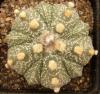 Astrophytum cultivar 'Fukuriyo' 5 ribs - Кактусы и суккуленты из Харькова от Оли и Сергея Мирошниченко