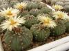 Astrophytum asterias f nudum - Кактусы и суккуленты из Харькова от Оли и Сергея Мирошниченко