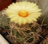 Astrophytum senile v aureum - Кактусы и суккуленты из Харькова от Оли и Сергея Мирошниченко