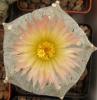 Astrophytum pink fl - Кактусы и суккуленты из Харькова от Оли и Сергея Мирошниченко