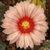 Astrophytum pink fl - Кактусы и суккуленты из Харькова от Оли и Сергея Мирошниченко