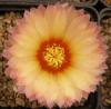 Astrophytum pink fl - Кактусы и суккуленты из Харькова от Оли и Сергея Мирошниченко