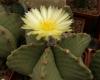 Astrophytum myriostigma f nudum - Кактусы и суккуленты из Харькова от Оли и Сергея Мирошниченко