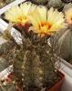 Astrophytum capricorne v. minor SB1171 - Кактусы и суккуленты из Харькова от Оли и Сергея Мирошниченко