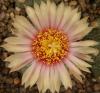 Astrophytum pink fl - Кактусы и суккуленты из Харькова от Оли и Сергея Мирошниченко