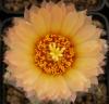 Astrophytum pink fl - Кактусы и суккуленты из Харькова от Оли и Сергея Мирошниченко