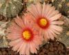 Astrophytum pink fl - Кактусы и суккуленты из Харькова от Оли и Сергея Мирошниченко