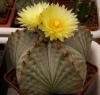 Astrophytum myriostigma, San Antonio 'Zebra' - Кактусы и суккуленты из Харькова от Оли и Сергея Мирошниченко