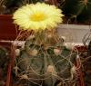 Astrophytum сrassispinoides - Кактусы и суккуленты из Харькова от Оли и Сергея Мирошниченко