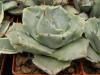 Agave potatorum f minima - Кактусы и суккуленты из Харькова от Оли и Сергея Мирошниченко