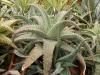 Aloe  descoingsii x Aloe parvula - Кактусы и суккуленты из Харькова от Оли и Сергея Мирошниченко