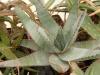 Aloe conifera - Кактусы и суккуленты из Харькова от Оли и Сергея Мирошниченко