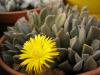 Aloinopsis orpenii - Кактусы и суккуленты из Харькова от Оли и Сергея Мирошниченко