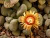 Aloinopsis schooneesii - Кактусы и суккуленты из Харькова от Оли и Сергея Мирошниченко