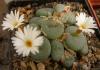 Conophytum  fragille - Кактусы и суккуленты из Харькова от Оли и Сергея Мирошниченко