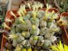 Conophytum  uviforme - Кактусы и суккуленты из Харькова от Оли и Сергея Мирошниченко