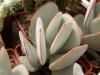 Cotyledon orbiculata - Кактусы и суккуленты из Харькова от Оли и Сергея Мирошниченко