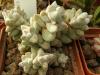 Crassula deceptor - Кактусы и суккуленты из Харькова от Оли и Сергея Мирошниченко