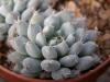 Echeveria - Кактусы и суккуленты из Харькова от Оли и Сергея Мирошниченко