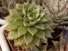 Echeveria agavoides x Echeveria purpusorum - Кактусы и суккуленты из Харькова от Оли и Сергея Мирошниченко