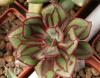 Echeveria nodulosa - Кактусы и суккуленты из Харькова от Оли и Сергея Мирошниченко