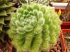 Echeveria setosa - Кактусы и суккуленты из Харькова от Оли и Сергея Мирошниченко