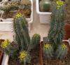 Euphorbia fruticosa - Кактусы и суккуленты из Харькова от Оли и Сергея Мирошниченко