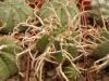 Euphorbia meloformis - Кактусы и суккуленты из Харькова от Оли и Сергея Мирошниченко