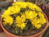 Faucaria  sp  PB 1787 21 km e Pearston - Кактусы и суккуленты из Харькова от Оли и Сергея Мирошниченко