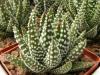 Haworthia pumila - Кактусы и суккуленты из Харькова от Оли и Сергея Мирошниченко