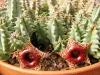 Huernia zebrina - Кактусы и суккуленты из Харькова от Оли и Сергея Мирошниченко